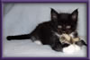 Black and White Female Maine Coon